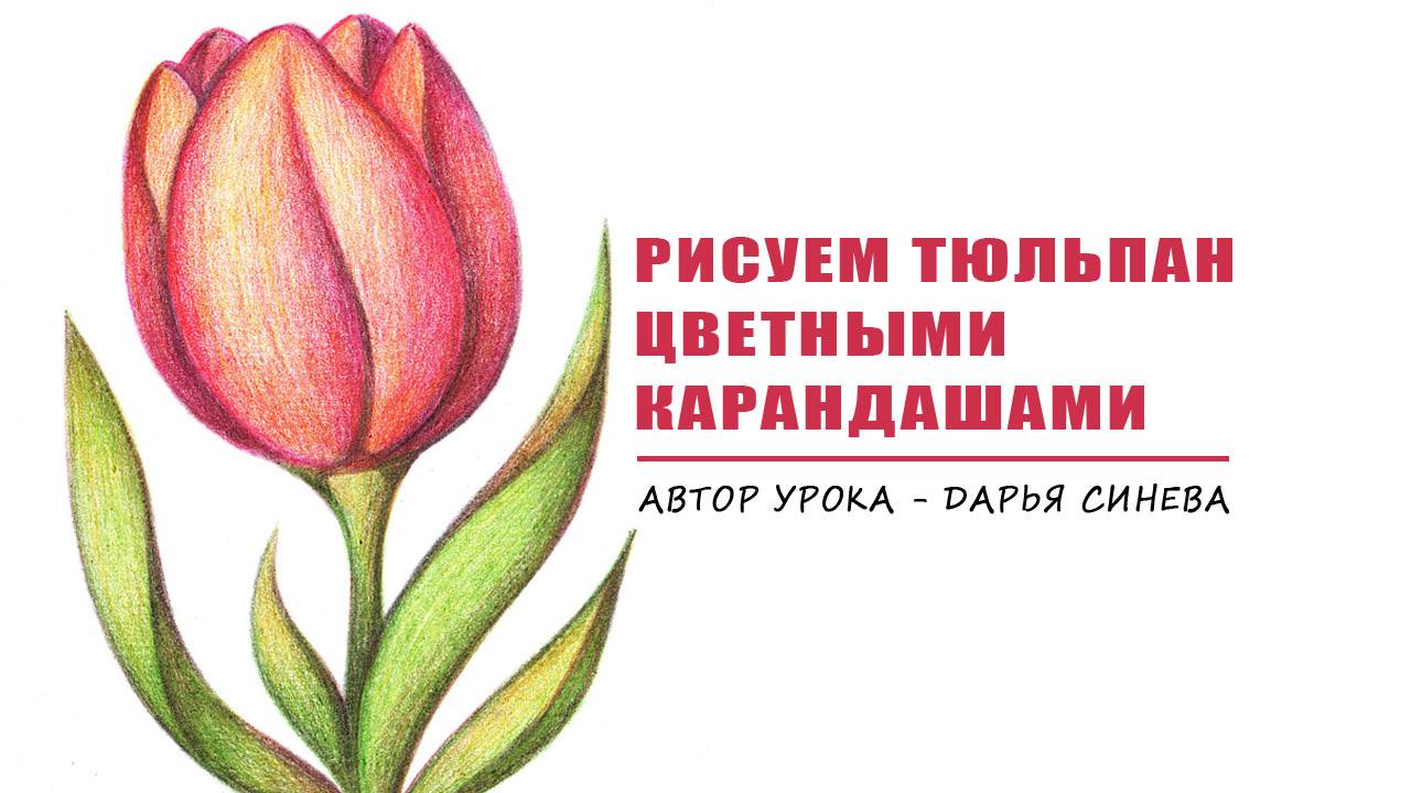 Урок рисования цветными карандашами "Яркий тюльпан"