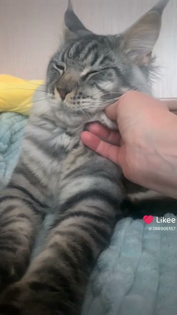 Мейн Кун