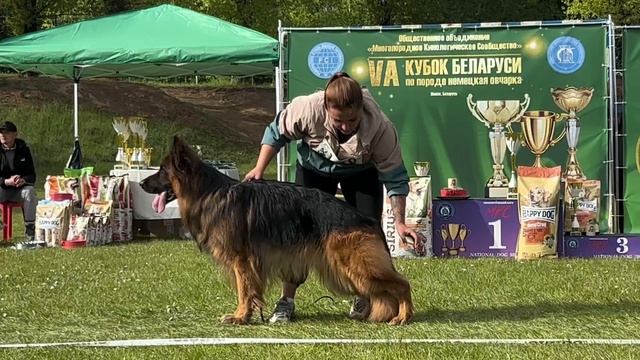 2 О/Отл. Stern Der Liebe GLAMOUR +++ №108 / КЧК+ БОРИСОВ (BY) 17 мая`25 M.Jovovic Моно нем.овч.
