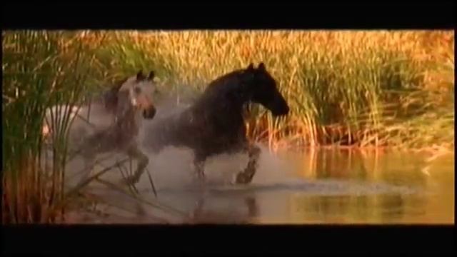 Сергей Воронин - Лошадиная верность