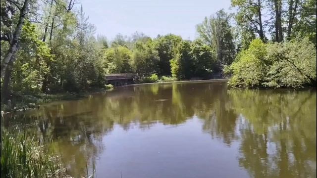 petal_20250528_182553.mp4