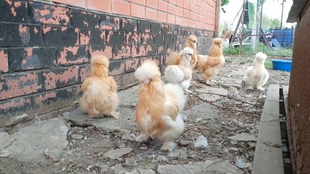 Китайские шелковые куры.