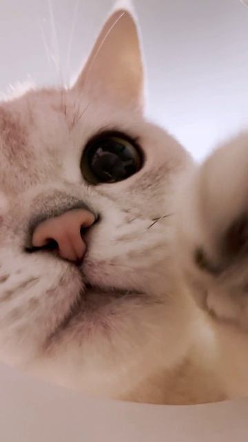 КОТИК