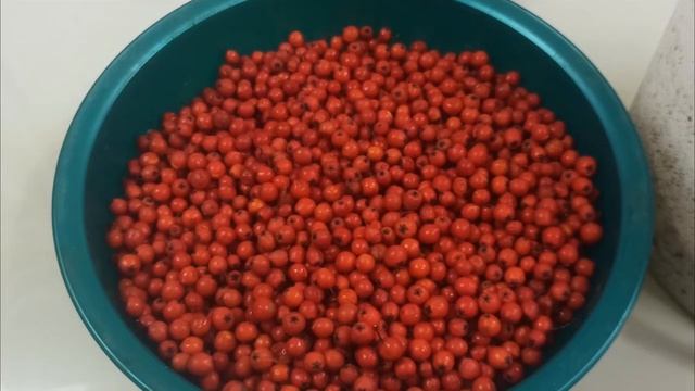 Успейте собрать плоды рябины - Have time to collect rowan fruits