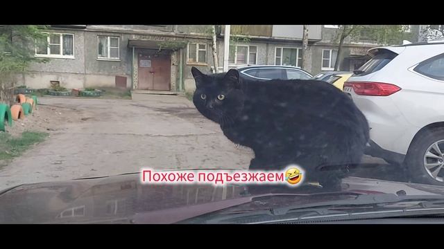 Самый спокойный кот.Продолжение. Что было дальше)