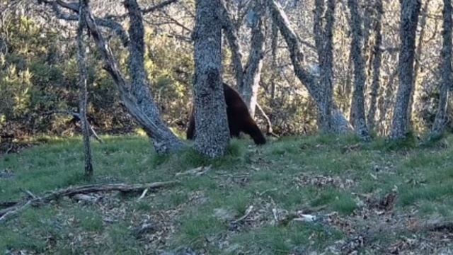 Медведи видео фотоловушки