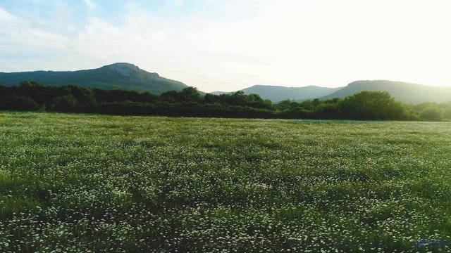 Леса поют, а сердце замирает при этом треке - VHS -- HoliznaPATREON -- Lofi Forever