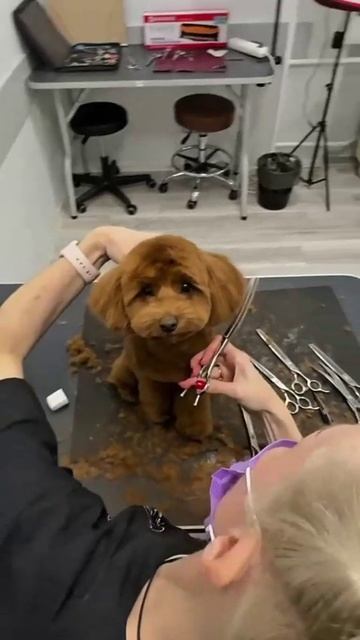 Озонотерапия для собак и кошек