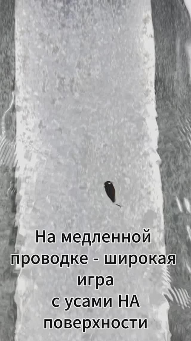 Воблер ТИП-ТОП Зябликова в деле: как меняется игра при разной скорости проводки
