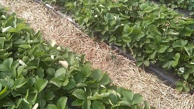 Как эффективно сажать клубинку
