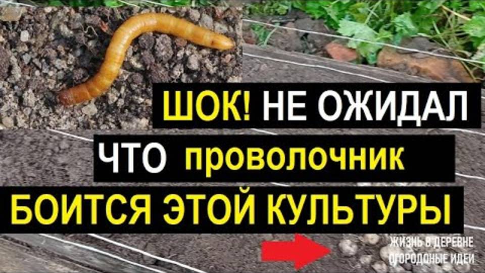 ЭТОТ СПОСОБ УНИЧТОЖИТ ПРОВОЛОЧНИКА НАВСЕГДА! (Случайное открытие, которое РАБОТАЕТ)