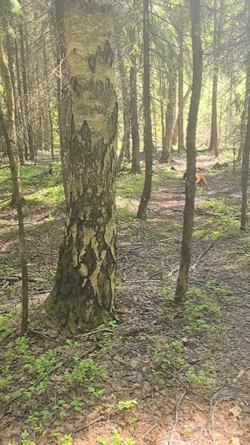 Заблудилась в лесу, зато собакам было весело.