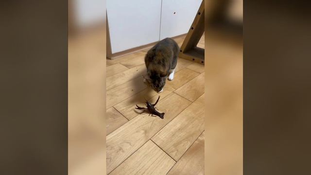 Наш TG https://t.me/liveofcats
