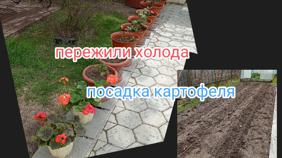 жизнь в Сибири/неделя холодов/посадка картофеля