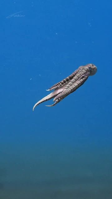 Осьминог-мимик 🐙