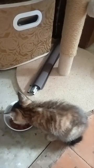 кисуля