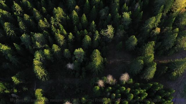 Это видео НЕ ДЛЯ СЛАБАКОВ! - Smallest Things In The Forest-[AudioTrimmer.com] -- Blue Sky Moon -- Pr