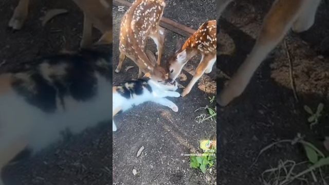 Вот они какие)))