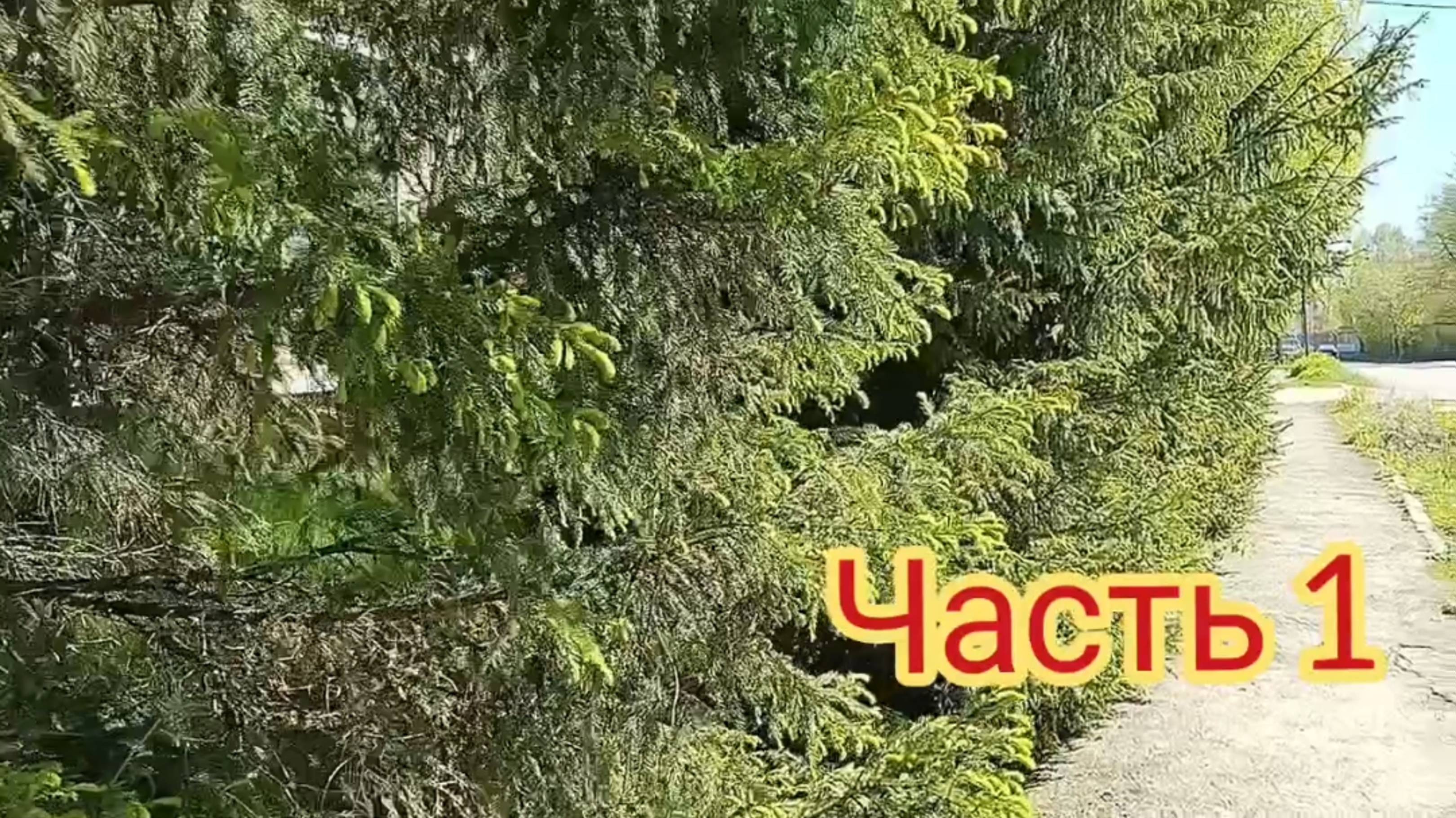 Я решилась на покупку дачи 🏡🌿🍁🍓🍒🍎🍉🥝🍐