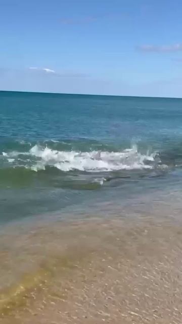 Дельфин приплыл к берегу позавтракать, Анапа