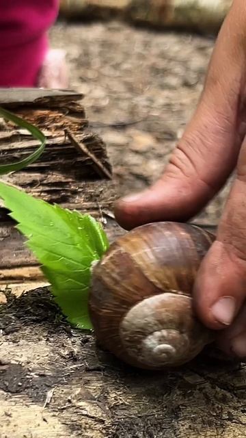 Мы же с Варей и её классом в поход ходили, совсем забыла рассказать, вернее показать