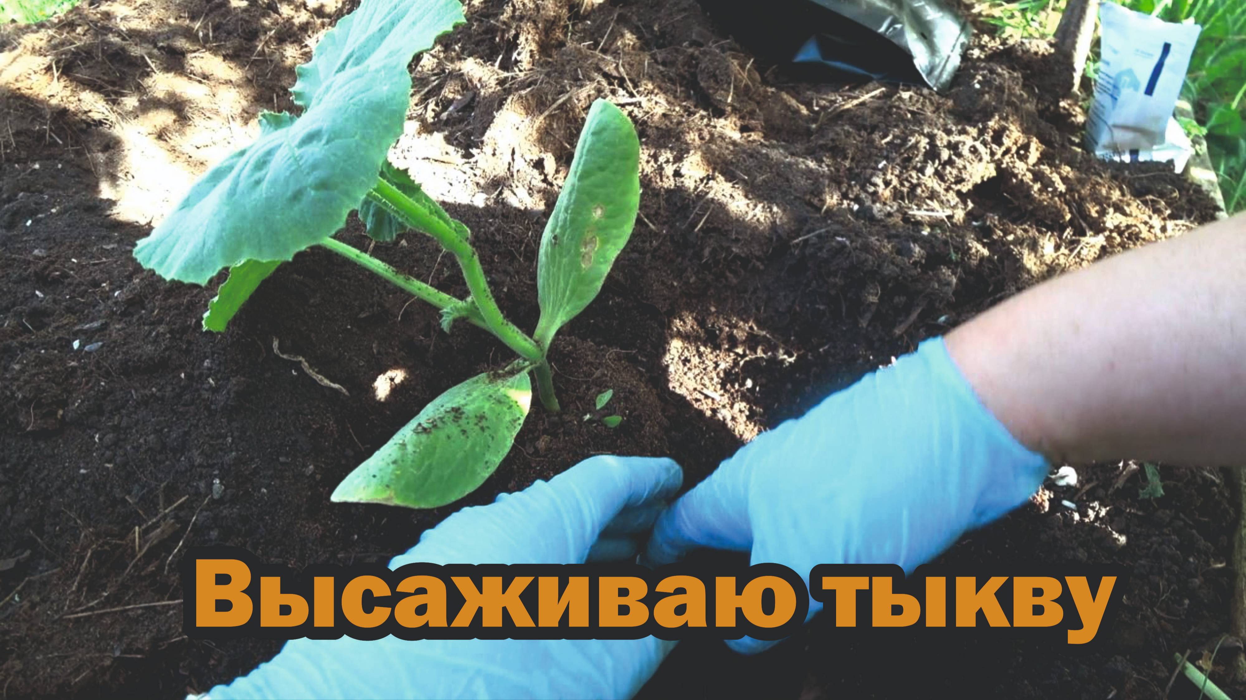 Посадка тыквы