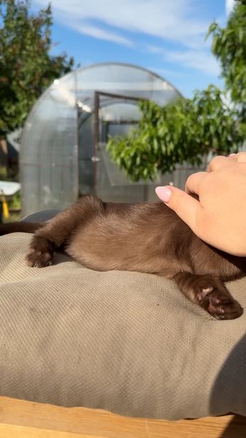 Бурманский котик, Нео