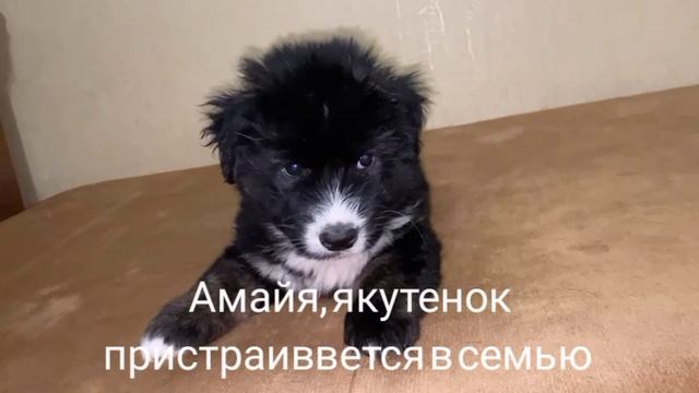 29-05-2025 Амайя, якутенок