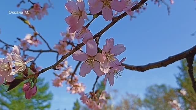 Южно-Сахалинск. Май 2024 года.mp4