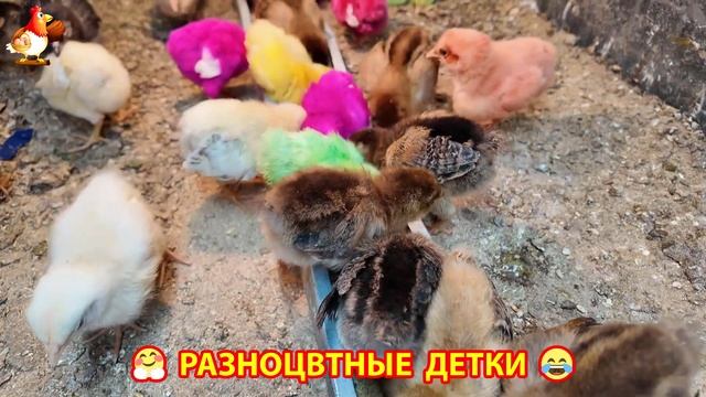 Цыплята и утята милые пушистики растут на радость хозяину (3)