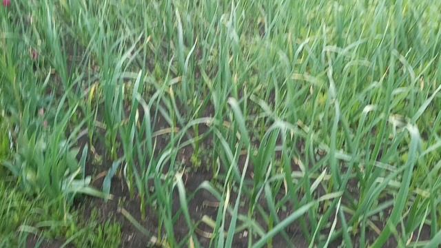 Дача.🏡 Часть 1. 23.05.25.