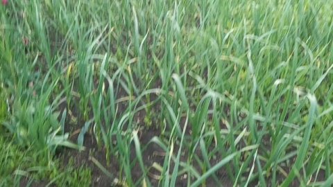 Дача.🏡 Часть 1. 23.05.25.