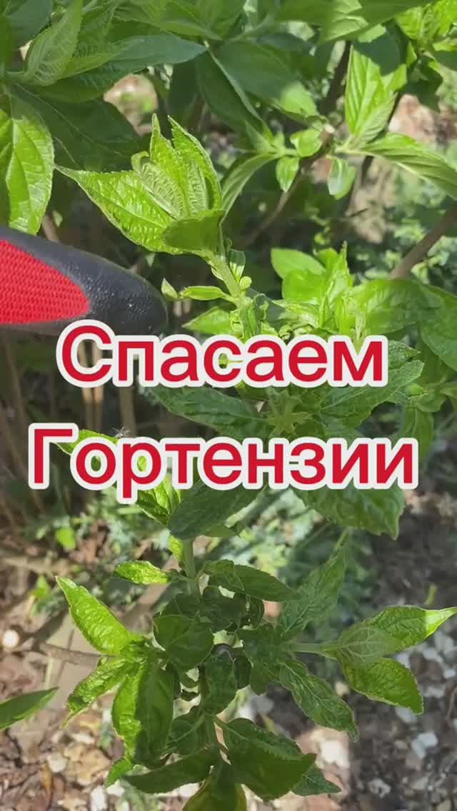 Спасаем гортензии от паутинного клеща.
