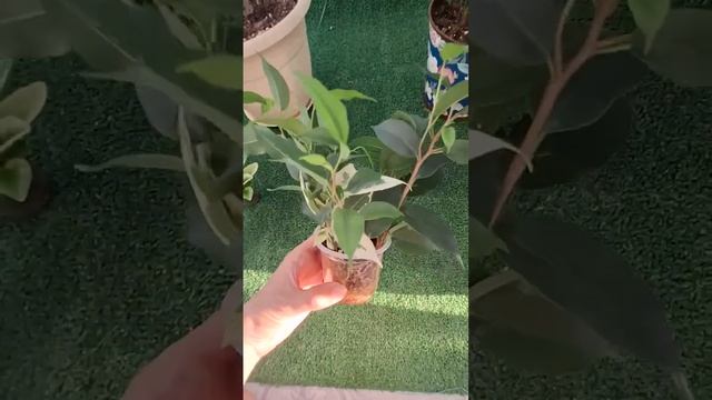 Быстрое укоренение черенков фикуса в кокосе