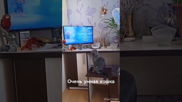 кошка ребёнок