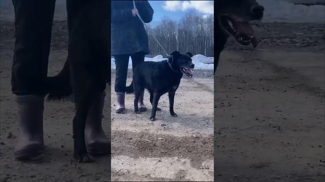 ПОМОГИТЕ ДЖЕРРИ ОБРЕСТИ ДОМ И ЛЮБИМЫХ ЛЮДЕЙ 🫶🏼