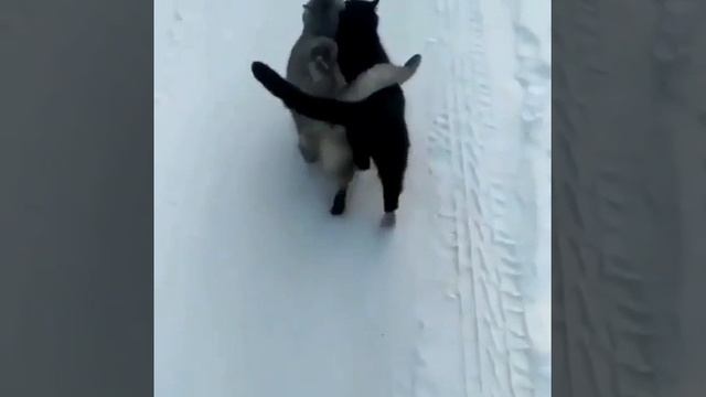 Это любоффф🐱❤️