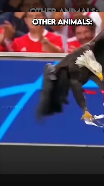 Animal Vs Football ⚽