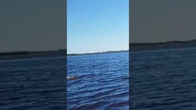 БЕЛУХА всплыла у лодки огромных размеров!!! Все в ШОКЕ!!