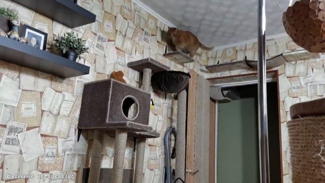 Два кота в одной квартире это весело, а если ещё на пол?
