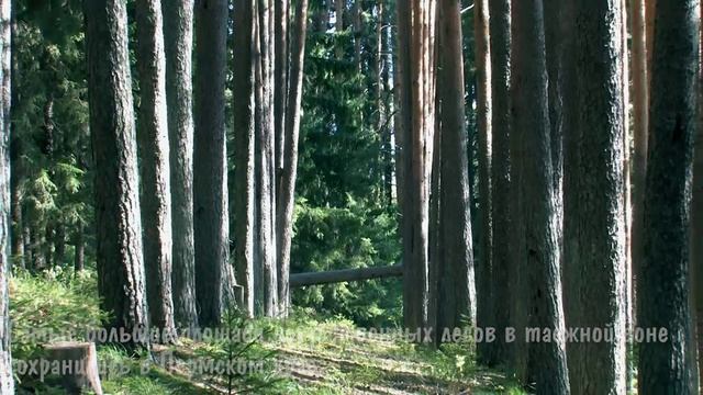 Сберегая леса для потомства