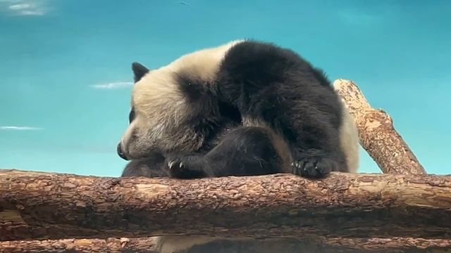 🐼 Панда Катюша никак не может проснуться: хочется еще поваляться, почесать ушко, позевать.