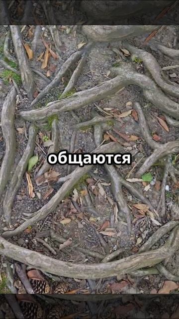 А вы знали?