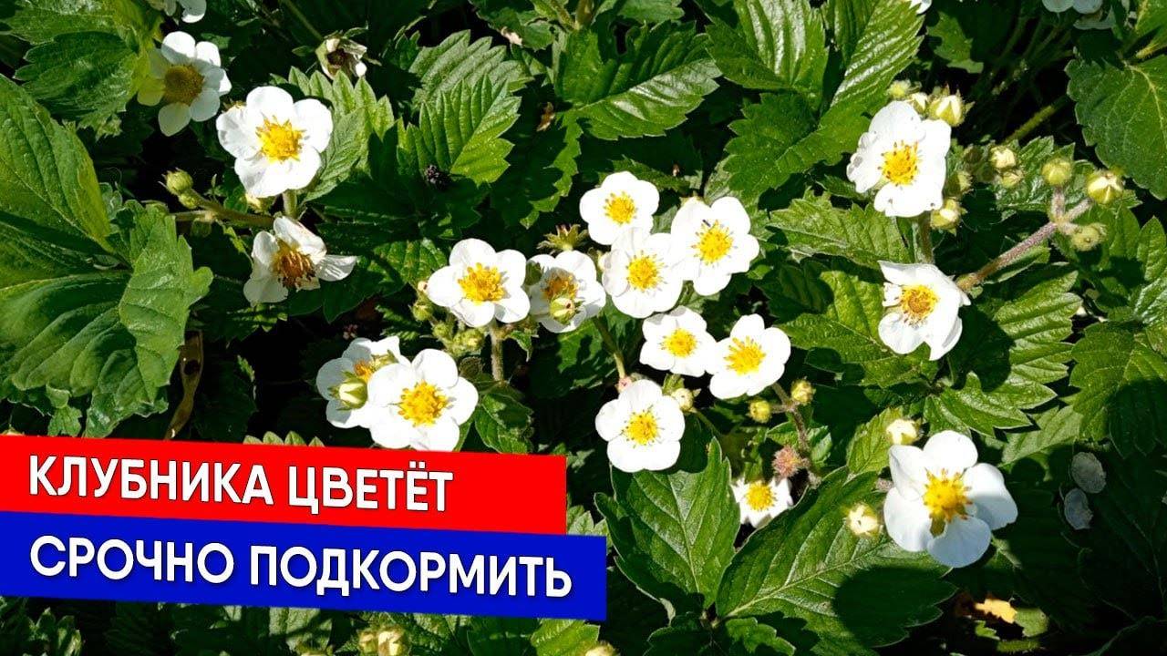 КЛУБНИКА ЦВЕТЕТ! СРОЧНО ПОДКОРМИТЕ!