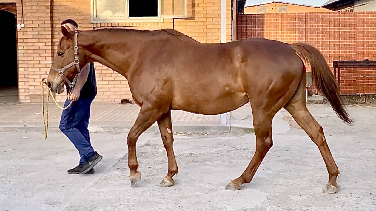 Продажа ЧК Кобыла Kaberne 2011 г.р. жерёбая от Red Dubawi ЦЕНА по тел +79883400208 ВАЦАП Телеграм