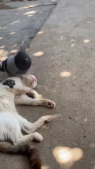 Pigeon Wakes Up Sleeping Cat __ ViralHog