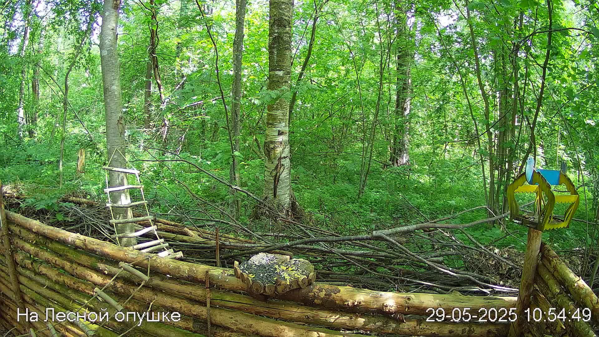 Весений лес онлайн   #Relaxing #природа #звуки леса #птицы  #погода