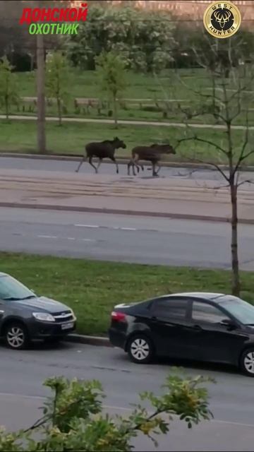 Лось в посудной лавке