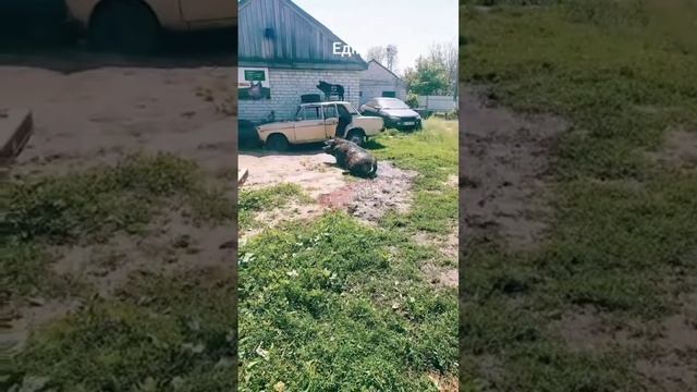 Депутат свинорады доволен своими выплатами пока кабанчики "добровольцы" все на прожарке