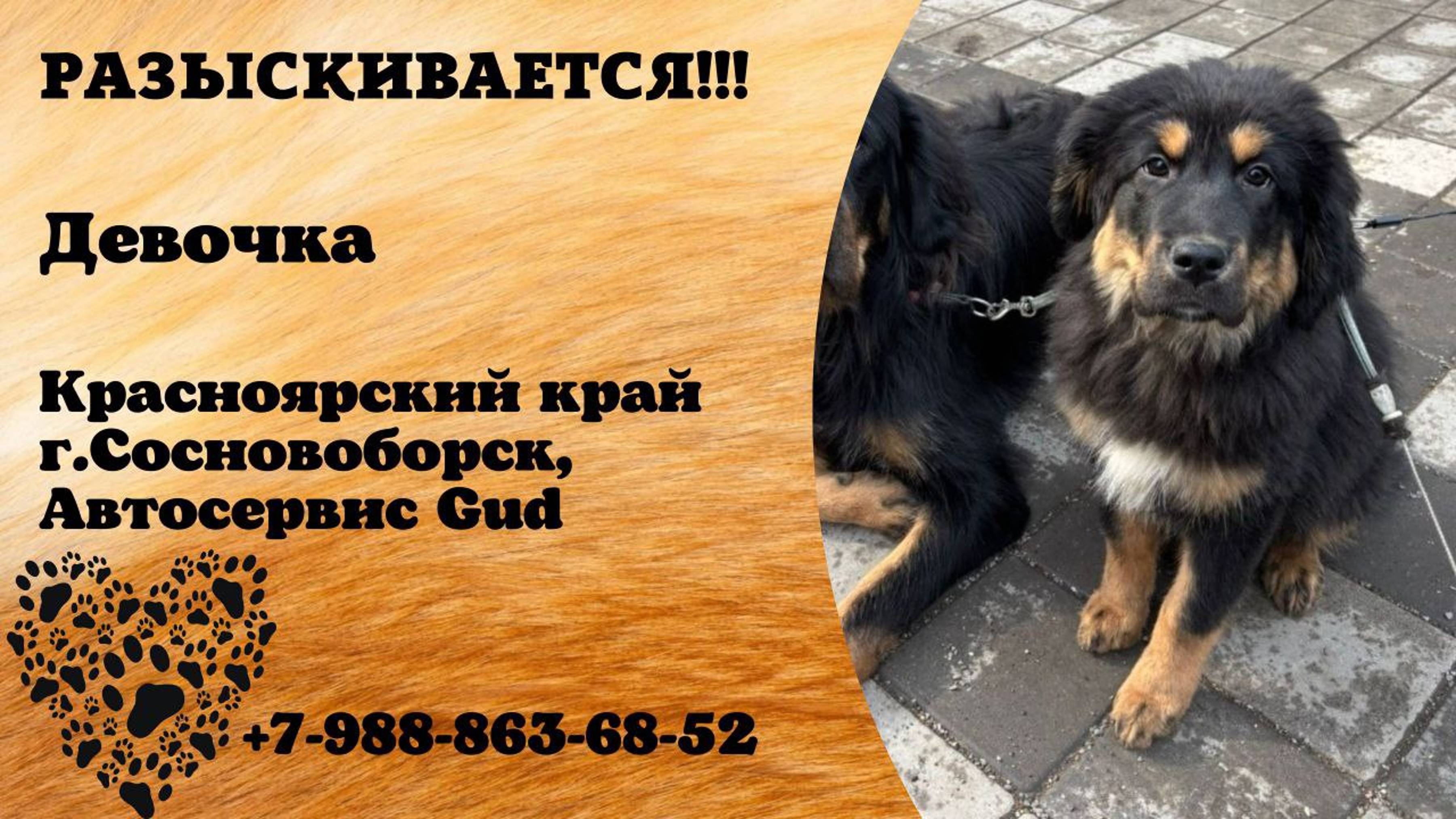 Пропала собака! Девочка. Красноярский край, г. Сосновоборск